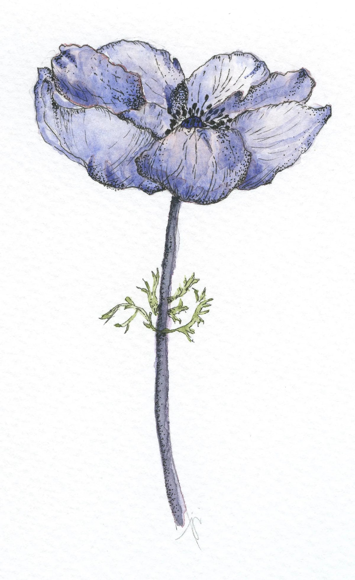 Blue Anemone Giclée Print