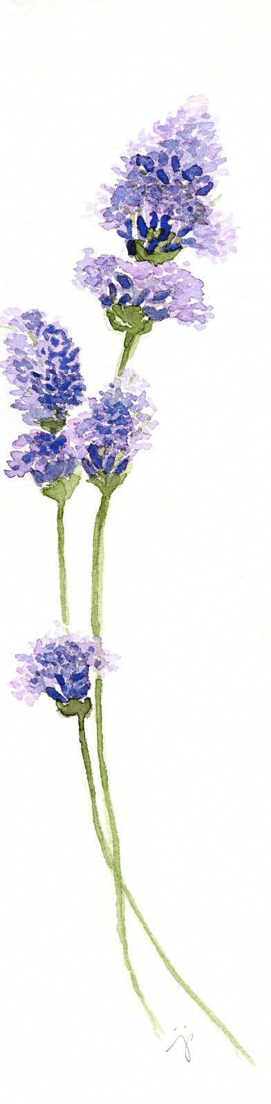 Vinyl Watercolor Floral Stickers: Blue Anemone, Purple Lavender (set of 2)